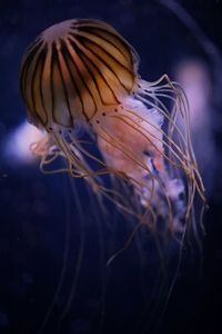 Close-up of jellyfish swimming in sea