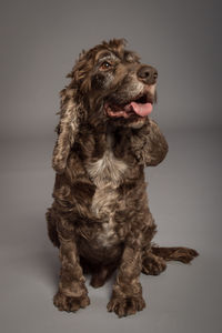 Close-up of dog against white background