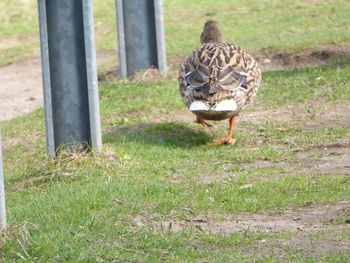 Rear view of a bird on grass