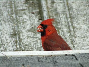Close-up of bird perching on tree trunk