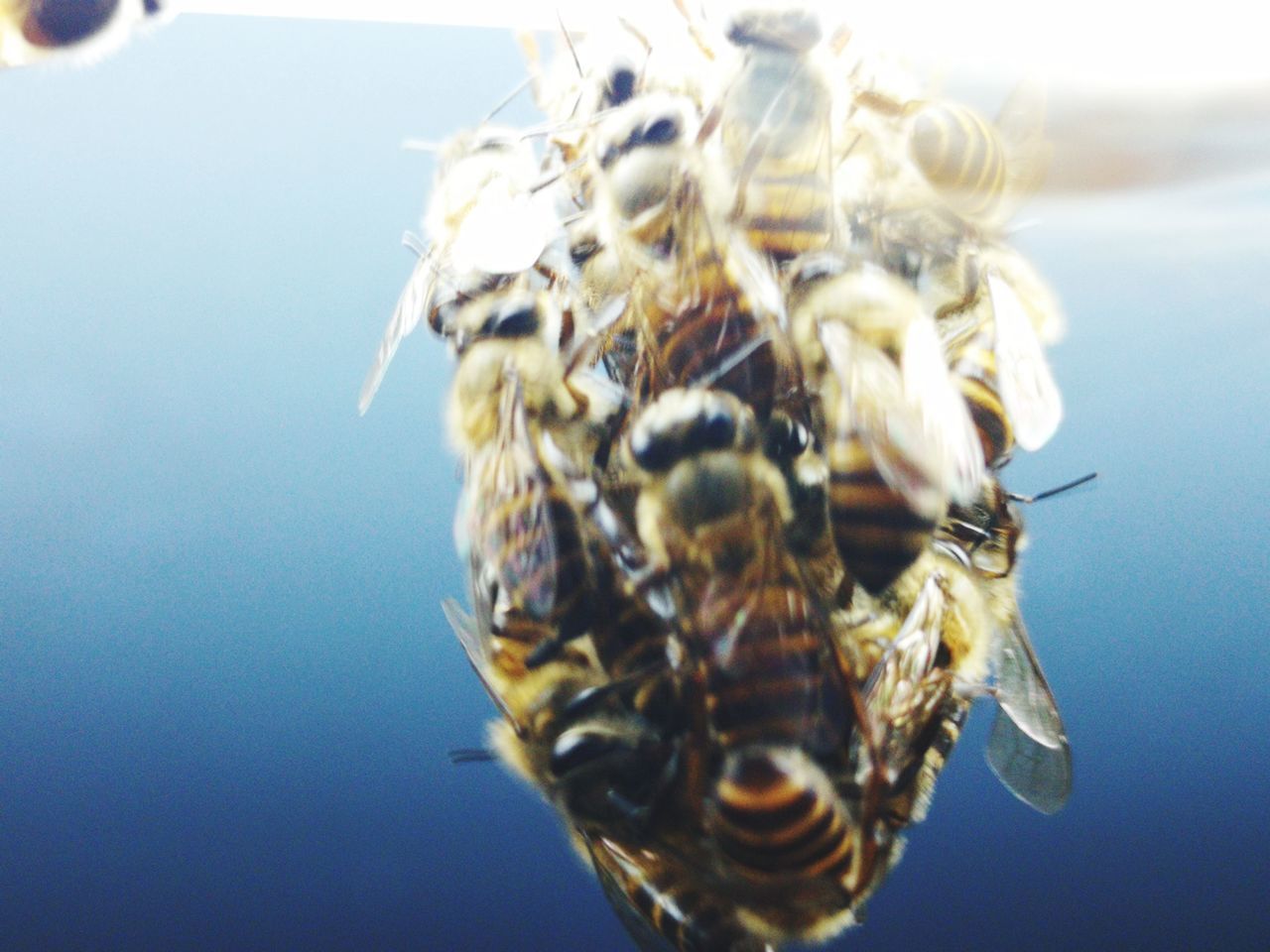 CLOSE-UP OF BEE