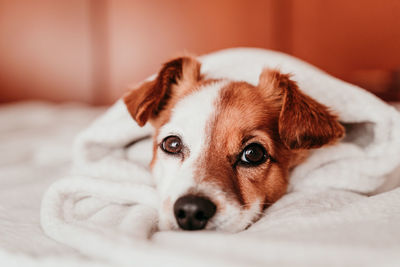 Close-up portrait of dog on bed