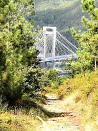 Bridge in forest