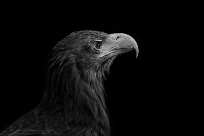 Close-up of eagle against black background