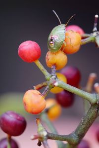 Close-up of fruits on tree