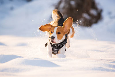 Dog running on snow covered land