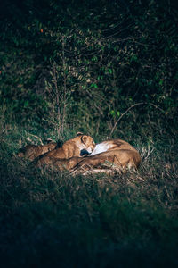 Cat resting on a field