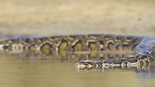 View of crab in lake
