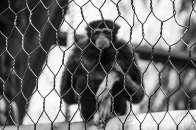 Close-up of monkey on chainlink fence
