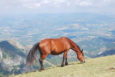 Horse standing on landscape