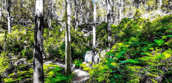 Trees in forest