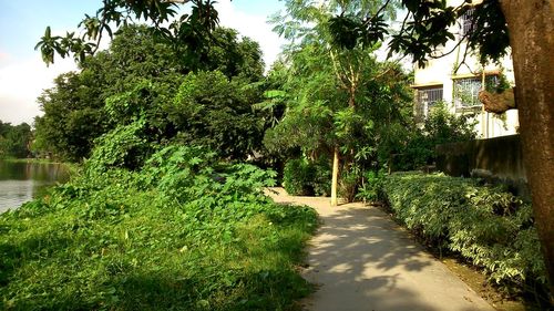 Trees in park