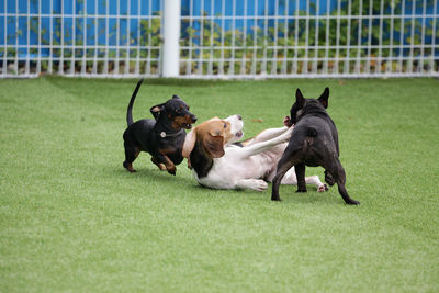 Two dogs running on grass