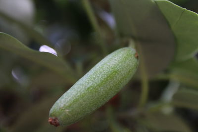 Close-up of plant