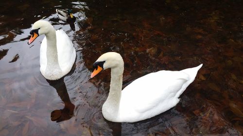 Swan floating on water