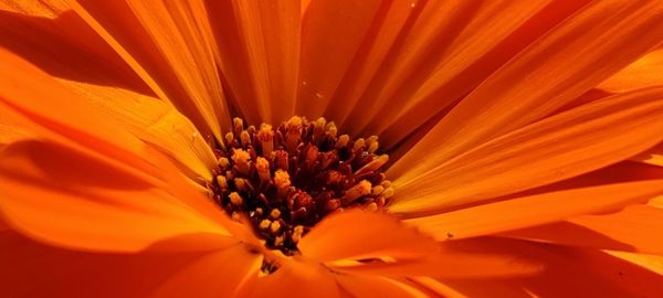 Macro shot of orange flower pollen