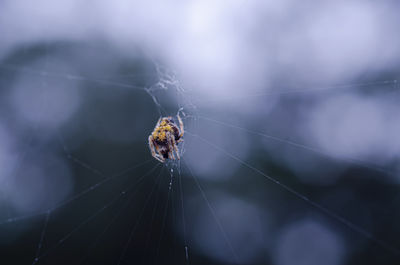 Close-up of spider on web