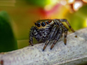 Close-up of spider