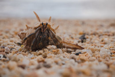 Close-up of animal at beach