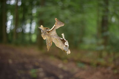 Close-up of autumn leaf