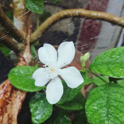 Close-up of wet white flower