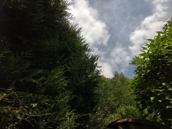 Low angle view of trees against sky