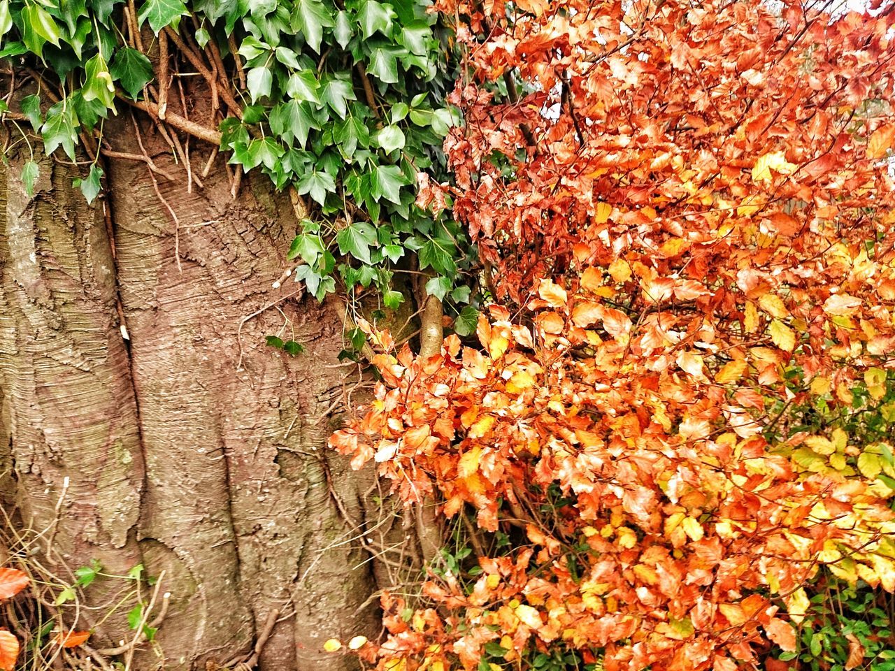 growth, plant, leaf, flower, nature, freshness, beauty in nature, fragility, growing, green color, orange color, close-up, botany, outdoors, day, no people, high angle view, blossom, red, tranquility