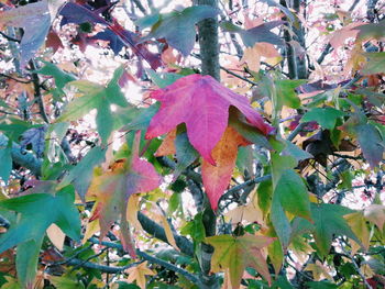 Close-up of leaves