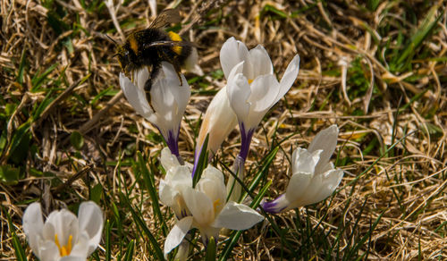 Close-up of white crocus flowers on field