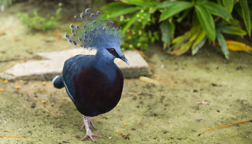 Close-up of pigeon