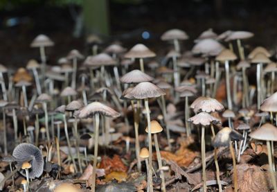 Close-up of mushrooms growing on land