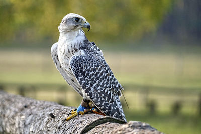 Close-up of bird perching on wooden post