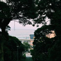 Trees against sky