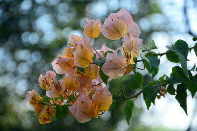 Close-up of flowering plant against trees