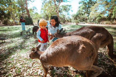 High angle view of horses on field