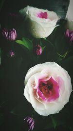 Close-up of pink rose blooming outdoors