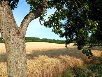 Trees on field against sky