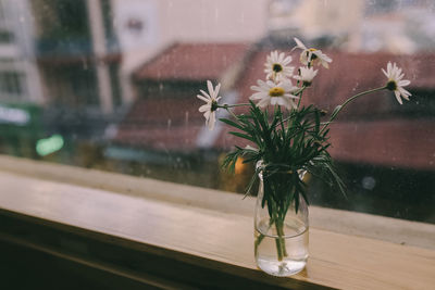 Close-up of plant on table