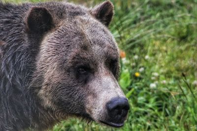 Close-up of grizzly bear looking away