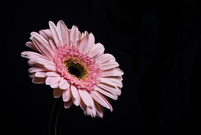 Close-up of pink daisy against black background