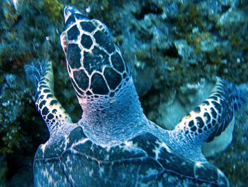 Close-up of turtle in sea