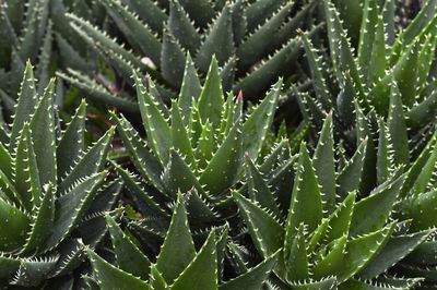 Aloe vera plant