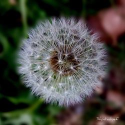 dandelion