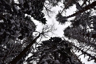 Low angle view of trees against sky