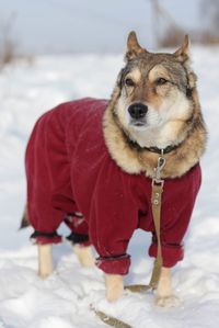 Dog on snow covered land