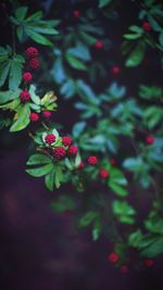 Close-up of red flowers