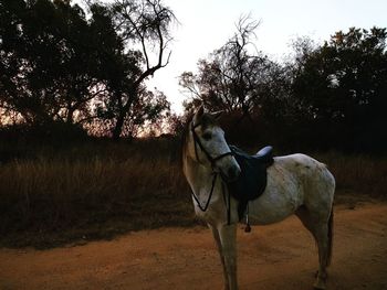 Horse standing in ranch