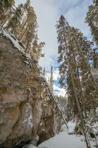 Low angle view of snow covered trees against sky
