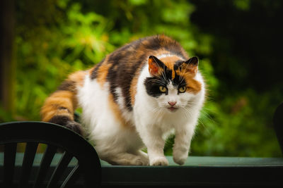 Close-up portrait of cat