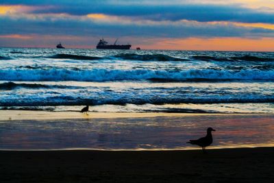 Seagull perching on beach against sky during sunset